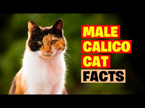 The Magic of Dilute Calico Cats -Unveiling their Unique Charms