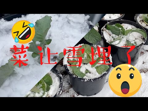 我的菜让雪埋住了！卷心菜/菜花/西兰花耐寒能力惊人，早春种植不会让你失望！