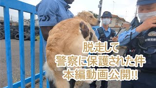 大型犬脱走して警察に保護された件。本編動画で詳しく公開。ゴールデンレトリバーティト