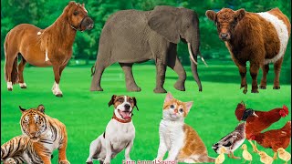 Interesting Animals: Elephant, Cow, Tiger, Dog, Chicken, Goat, Cat, Pig - Animal Videos