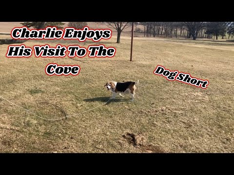 Charlie Enjoys His Visit To The Cove | Dog Short