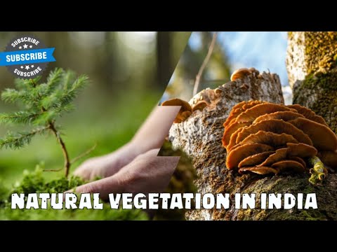 NATURAL VEGETATION IN INDIA |NCERT BASED ONE-LINERS|  EXPLAINED #NCERT #EXAMS #SSC