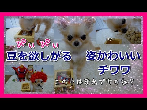 【節分👹】ぴぃぴぃ🎵豆を欲しがる姿が面白可愛いチワワ🐶泣いた赤鬼～Funny cute chihuahua that crying and wants beans