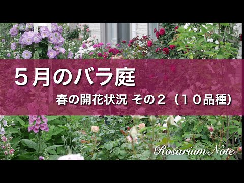 《５月のバラ庭》春の開花状況 その２（１０品種）