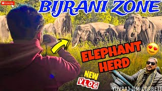 ELEPHANTS HERD KI SIGHTING HO GYI BIJRANI ZONE JATE HE 🤩 #yuvrajjimcorbett