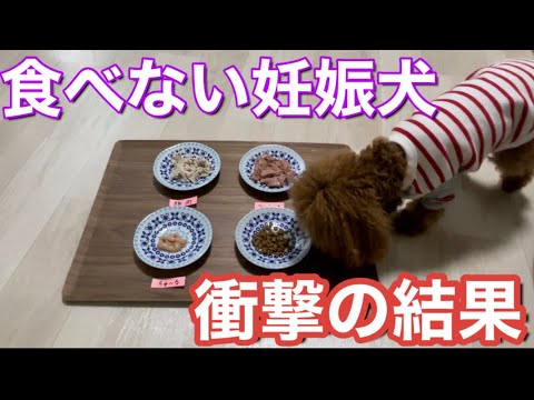 【食べない妊娠犬】何を食べるか検証してみたら衝撃の結果になった