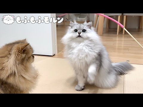 最強で最弱の猫じゃらしを見つけてしまいました 【サイベリアン】