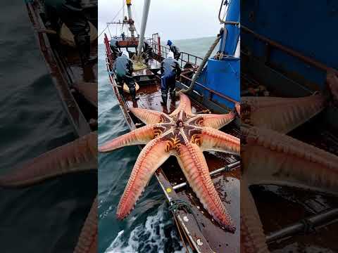 HUGE STAR FISH caught by fishermen⭐🐟