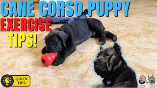 Cane Corso Puppy Exercise Tips