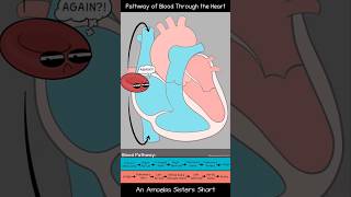 Pathway of Blood Through the Heart - Amoeba Sisters #Shorts #biology #circulatorysystem