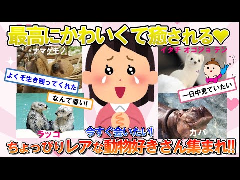 【ガルちゃん　有益】推せる！ハマれる！かわいすぎるレア動物の虜　　ナマケモノ、イタチ、ラッコ、カバ好きさん集まれ！【がるちゃん　趣味・雑談】