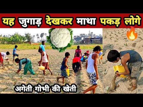 gobhi ki kheti | गोभी का पौधा कैसे लगाएं | how to plant gobi | cauliflower farming