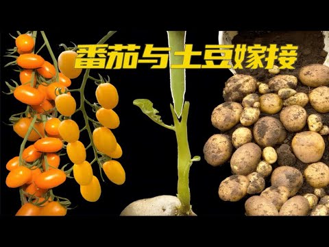 番茄与土豆嫁接你见过吗？操作简单，值得一试