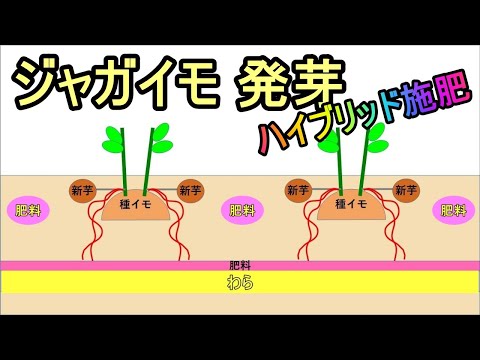 【ジャガイモ 発芽～土寄せ ハイブリッド施肥 】家庭菜園28年目 無農薬 半自給自足