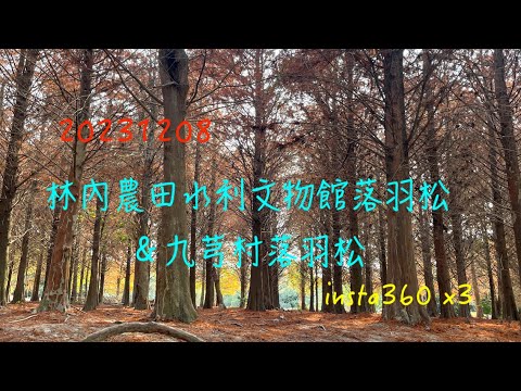 萬ㄟeye台灣20231208林內農田水利文物館落羽松&九芎村落羽松   4K