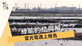 綠能的結與解｜當光電遇上候鳥(我們的島 第991集 2019-02-11)【綠能爭議】