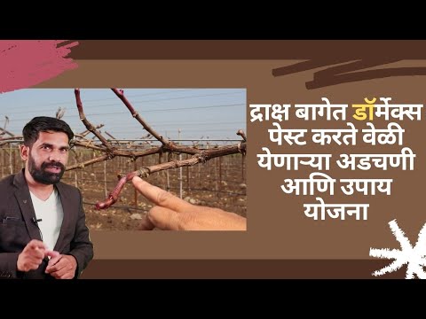 shrihari ghumare | द्राक्ष बागेत डॉर्मेक्स पेस्ट करते वेळी येणाऱ्या अडचणी आणि उपाय योजना