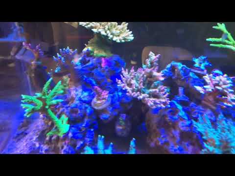 360g zeovit reef update