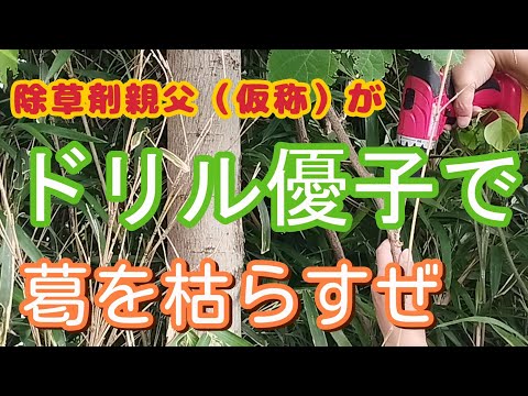 除草剤親父（仮称）が葛を枯らすぜ　Herbicide control of kudzu