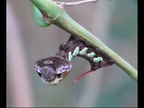 ヘビそっくりに擬態するイモムシ、想像以上にヘビ