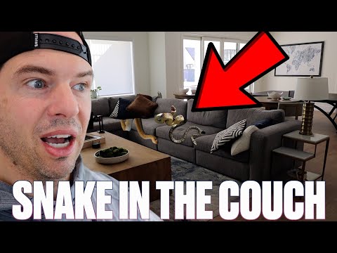 WE FOUND A SNAKE IN OUR COUCH! YOU WON'T BELIEVE HOW IT GOT THERE! SNAKES IN THE HOUSE