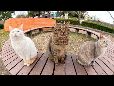 Three cats playing with humans on a round bench and sitting on my lap