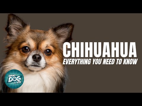 Chihuahua Dogs 101 Everything You Need To Know