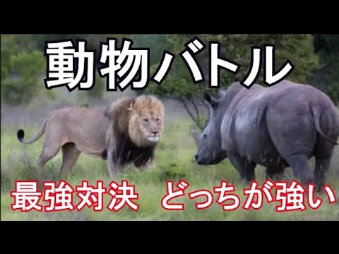 動物 喧嘩 最強バトル 名勝負 どちらが強い対決  ランキングは？