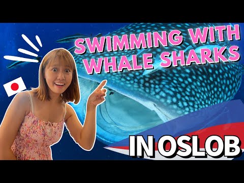 Grabe sobrang laki! Japanese girl first time nakakita ng whale shark sa Oslob Cebu