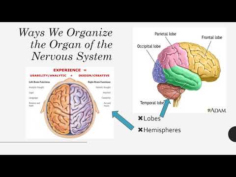 Lecture 6   Studying the Brain Recording