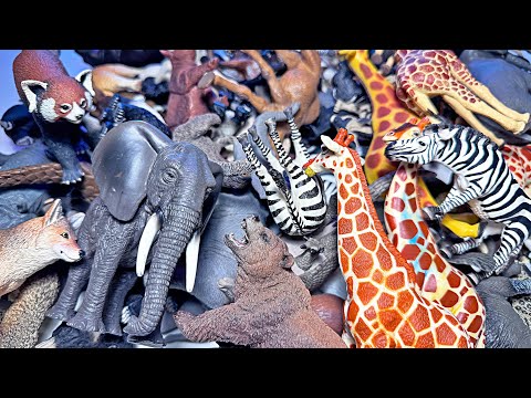 African Animals, Wild Animals, Giraffe, Zebra, Hippo, Rhino, Hyena, Civet, Panda, Brown Bear, Fox