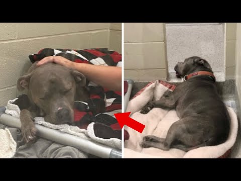 Reignite ‘Cubby’s’ Light Helping a Shelter Dog Rediscover His Joy