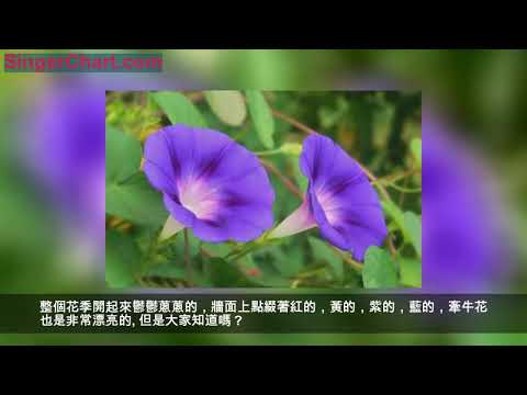 這3種「毒花」家裡不要養，汁液有毒，家裡有小孩要小心！ 第一種是牽牛花 第二種是鬱金香 第三種虎刺梅