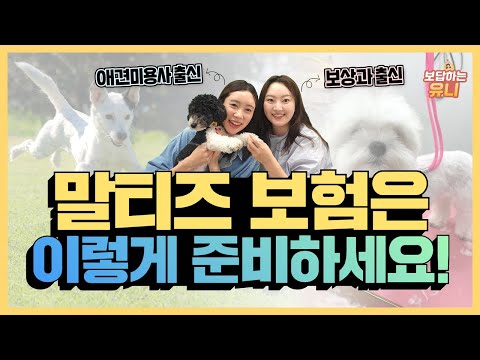 펫보험🐶 말티즈는 참지 않긔🐾 말티즈보험 이렇게 가입하세요!