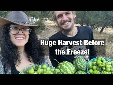 Harvesting 14 lbs of Tomatoes Before the Frost | Colorado Greenhouse & Walipini Harvest