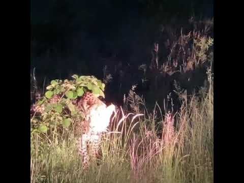 Leopard sighting video Sabi Sabi Kruger South Africa