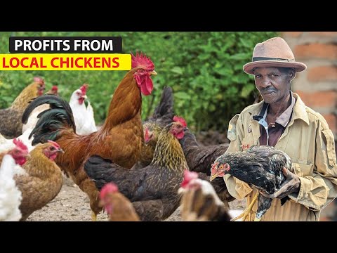 How a Retired Soldier Started a Thriving Local Poultry Farm with less capital.