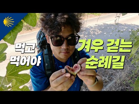 먹고 먹어야 겨우 걷는 순례길 | 산티아고 순례길 포르투갈길 Ep.2 🇵🇹