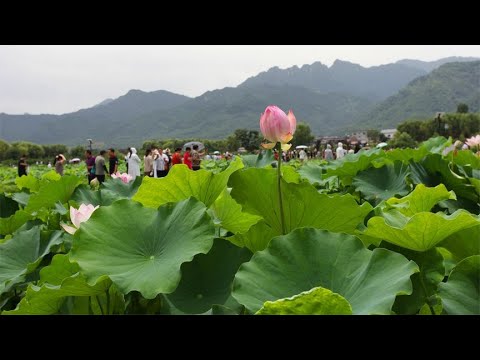 秦岭山脚下清水头村：千亩荷塘荷花盛开，吸引众多城里人来赏花