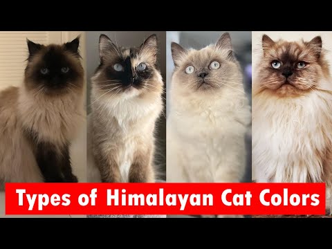 10 Types of Himalayan Cat Colors & Coat Patterns