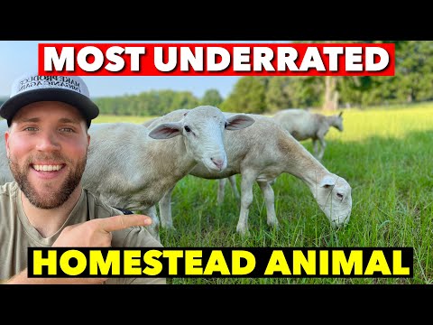 WHY WE GOT SHEEP ON OUR HOMESTEAD VS CATTLE