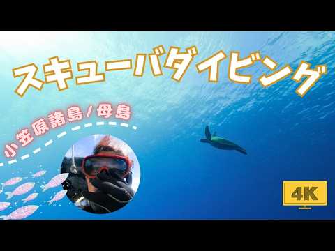 【絶景】小笠原諸島・母島のスキューバダイビング体験｜秘境の海を探検｜Scuba diving in the Ogasawara Islands in Japan