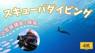 【絶景】小笠原諸島・母島のスキューバダイビング体験｜秘境の海を探検｜Scuba diving in the Ogasawara Islands in Japan