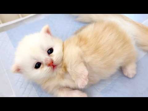 ★まとめ★いつかのクルミ家の子猫達をまとめてみた件【猫のいる生活Vol.720～723】出産動画 マンチカン短足・ミヌエット・ペルシャ猫専門ブリーダー『ペット蔵人』【子猫の成長記録】