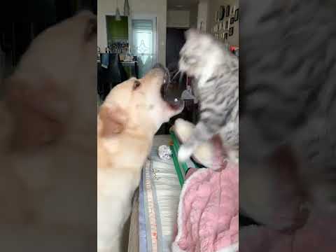 pet lovers beautiful cat vs dog #shortvideo