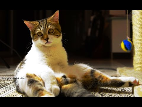 Cute Kittens and Funny Cats Videos  for laughs