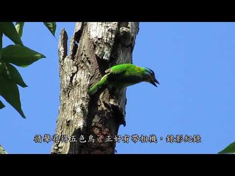 遇見五色鳥，真是太幸運了！