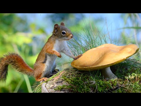 Утро в лесу .Morning in the forest