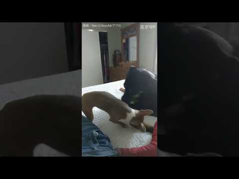 Dog subdues with one paw