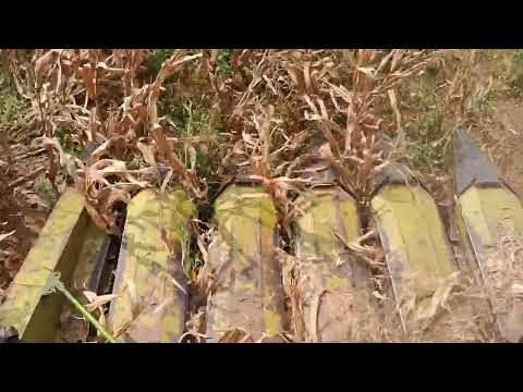 #cornharvesting #indianfarmer #farminginindia #farmerlife #farmer #harvesting #shots